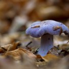 purple mushroom